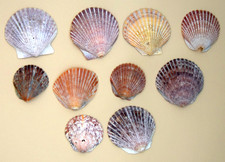 TEN cockle  shells  assorted