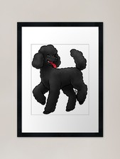 Dog - Standard Poodle - Lamb