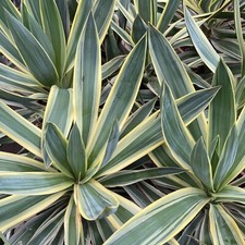 Yucca gloriosa variegata - gloriosa,