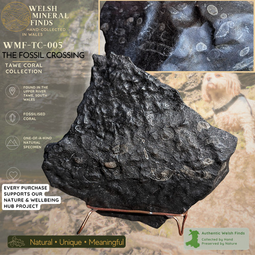 Large welsh fossil coral - fossil,