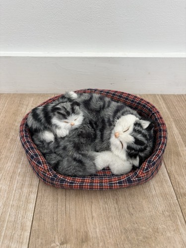 Sleeping cat kitten - sleeping,