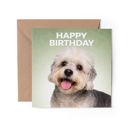 Dandie dinmont terrier - x,