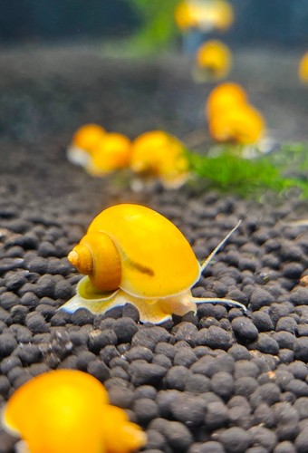 Golden mystery snails - golden,
