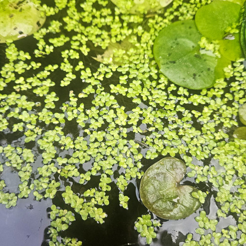 Live duckweed floating - duckweed,