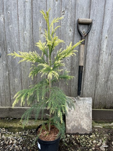 Japanese red cedar - japanese,