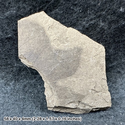 Eocene fossil plant remains - eocene,