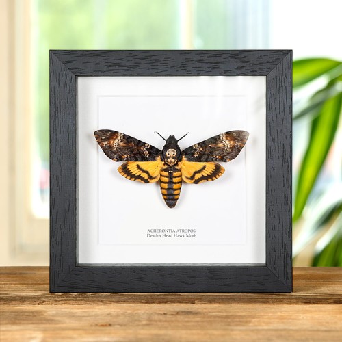 Death head hawk moth - death's,