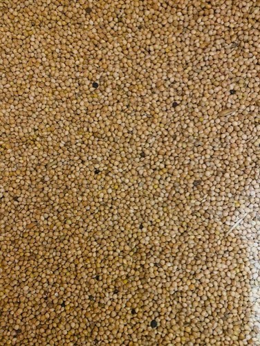 Yellow white millet mix - mix, seed