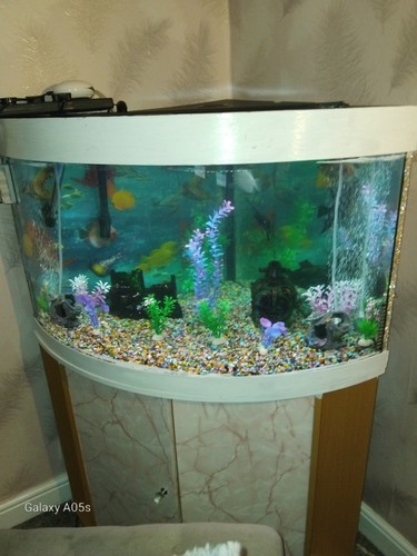Jewel 190 fish tank - fish,