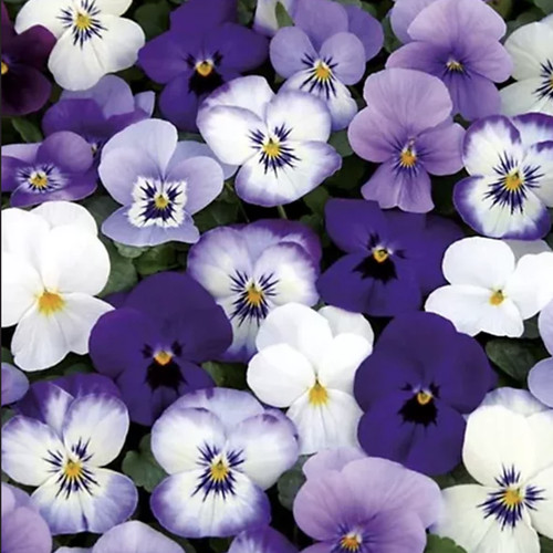 Viola wittrockiana - viola, x