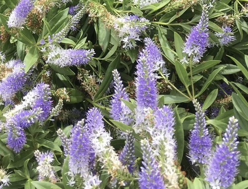 Hebe garden beauty blue - hebe, blue'
