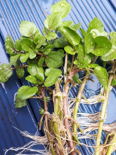 Stems water cress - 4,