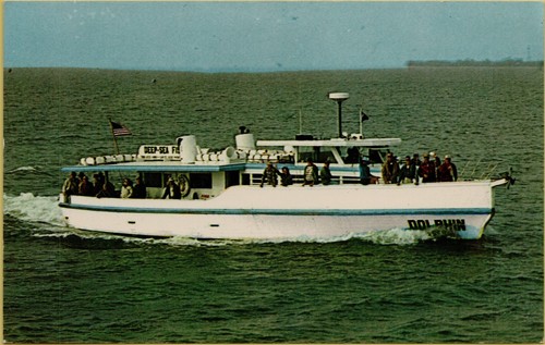 Dolphin deep sea party - dolphin,