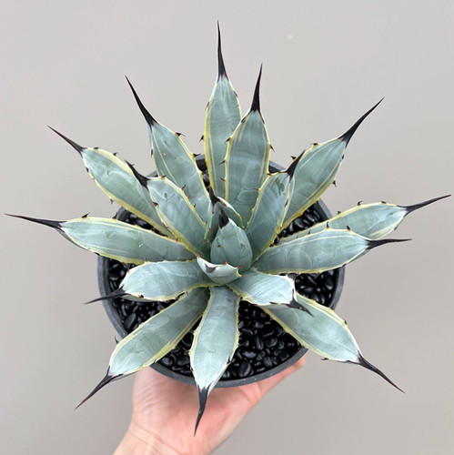 Succulent plants agave - succulent,