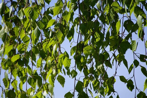 Betula pendula youngii weeping - youngii,