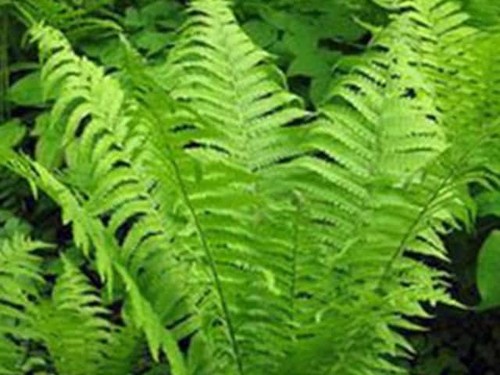 Matteuccia shuttlecock fern - shuttlecock,