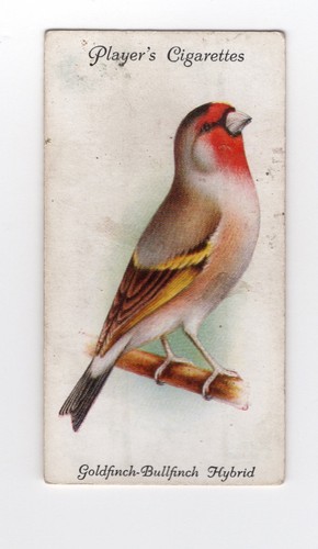 Aviary cage bird cigarette - cage,