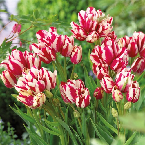 Tulip flaming club garden - tulip,