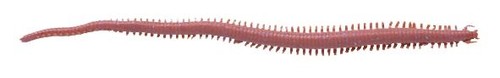 Berkley gulp sandworm 6in - sandworm,