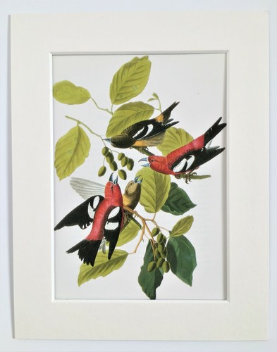 White winged crossbill - white,