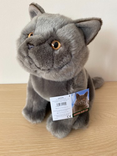 British blue cat hand - british,