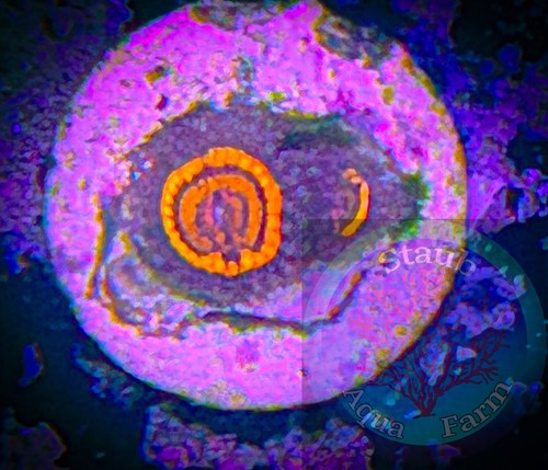 Saf twizzler zoanthid - saf~twizzler, coral