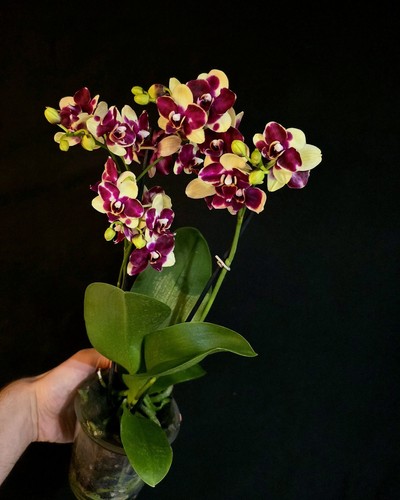 Phalaenopsis catania 2 - phalaenopsis, ‘catania’.