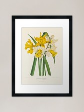Narcissus Botanical