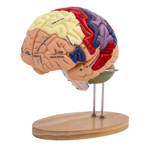 Human brain model anatomy - human,