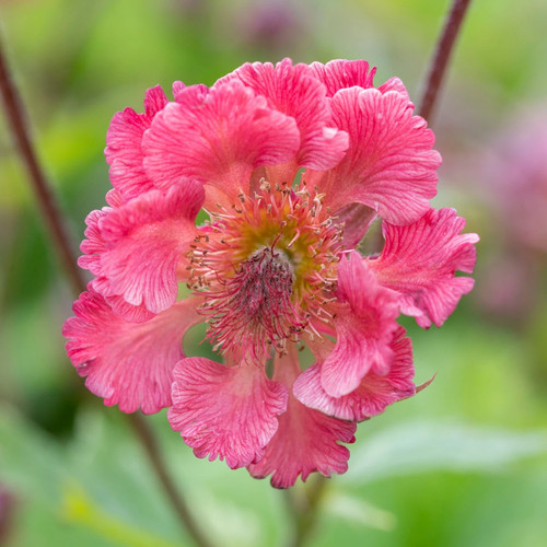 Geum pink petticoat perennial - petticoat,