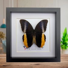 Framed Caligo Atreus