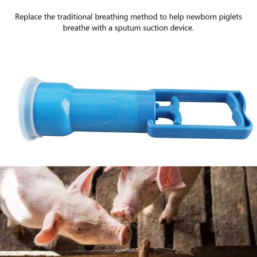 Animal husbandry pig - animal,