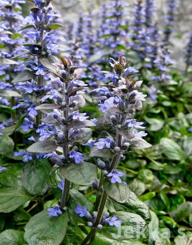 Wild woodland wildflower - wild,