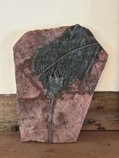 Display-Quality Scyphocrinites elegans Crinoid Plate Complete Calyx, Arms & Stem