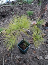 Chinese White Pine / Pinus