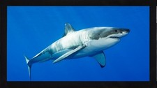 Great White Shark Sea Life