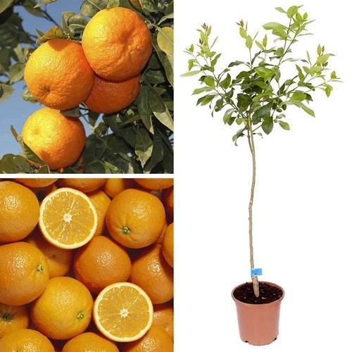 Large juicy orange - large,