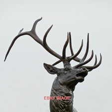 PHOTO  BRADFORD STAG'S HEAD