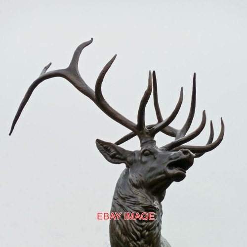 Photo bradford stag - photo,