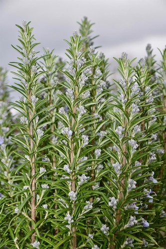 Pack rosemary rosmarinus - of, 5