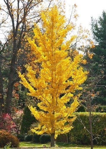 Ginkgo biloba princeton sentry - princeton,