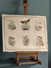 Vintage MacMillan School Poster Moths 