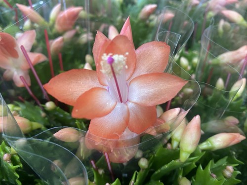 Christmas cactus peach - christmas,