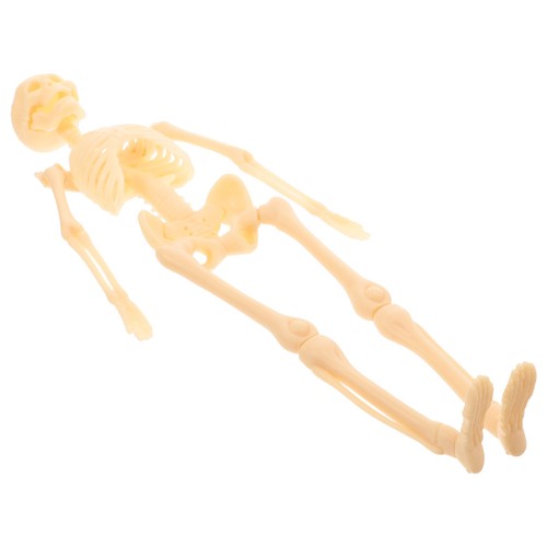 Skeleton model human body - skeleton,