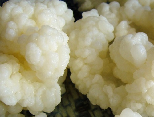 10g certified organic kefir - 10g,