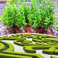 Buxus common box - box, hedging