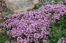 x3 Thyme Purple Creeping