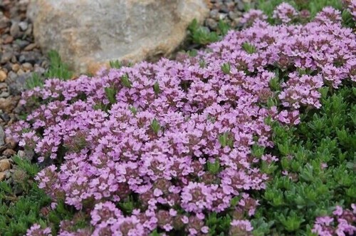 Thyme purple creeping - thyme,