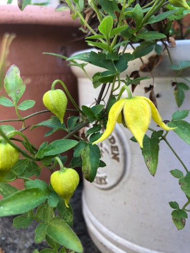 Clematis tangutica seeds - tangutica,