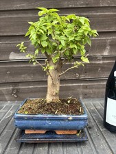 Bonsai Tree Bougainvillea Red